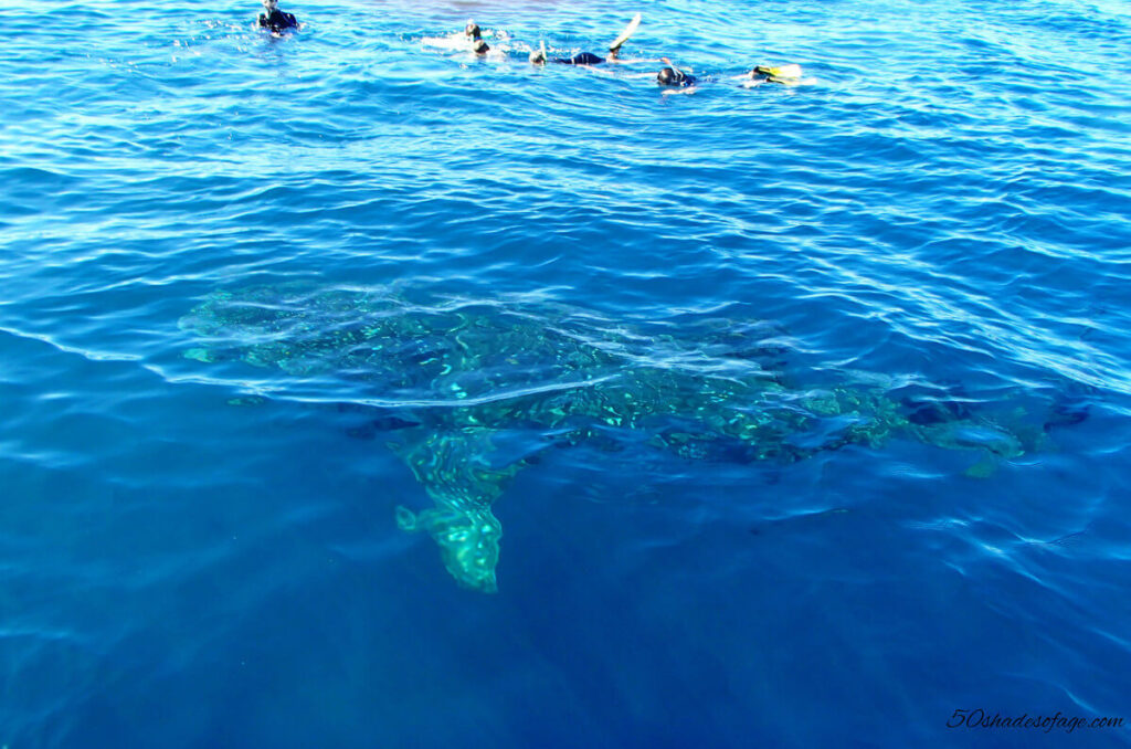 Swimming With The Whale Sharks